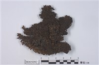 藏品(島衣屬 )的圖片